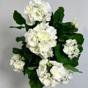 PELARGONIJA