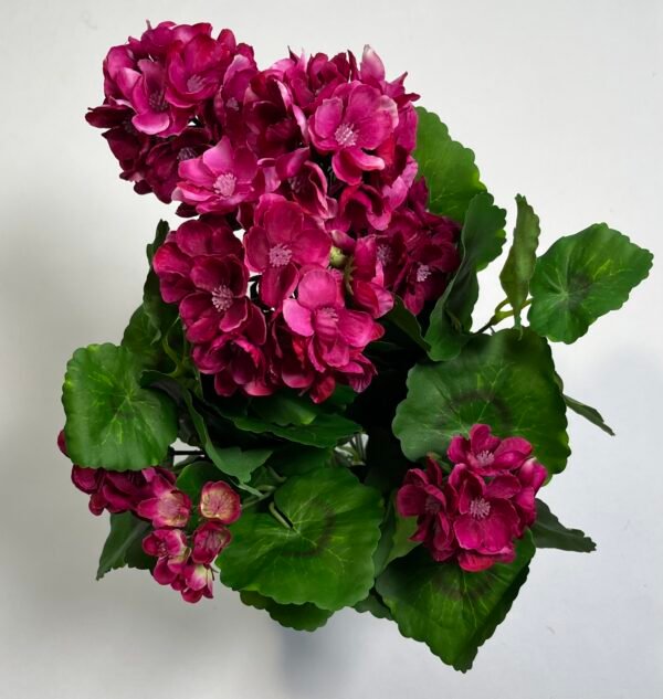 PELARGONIJA
