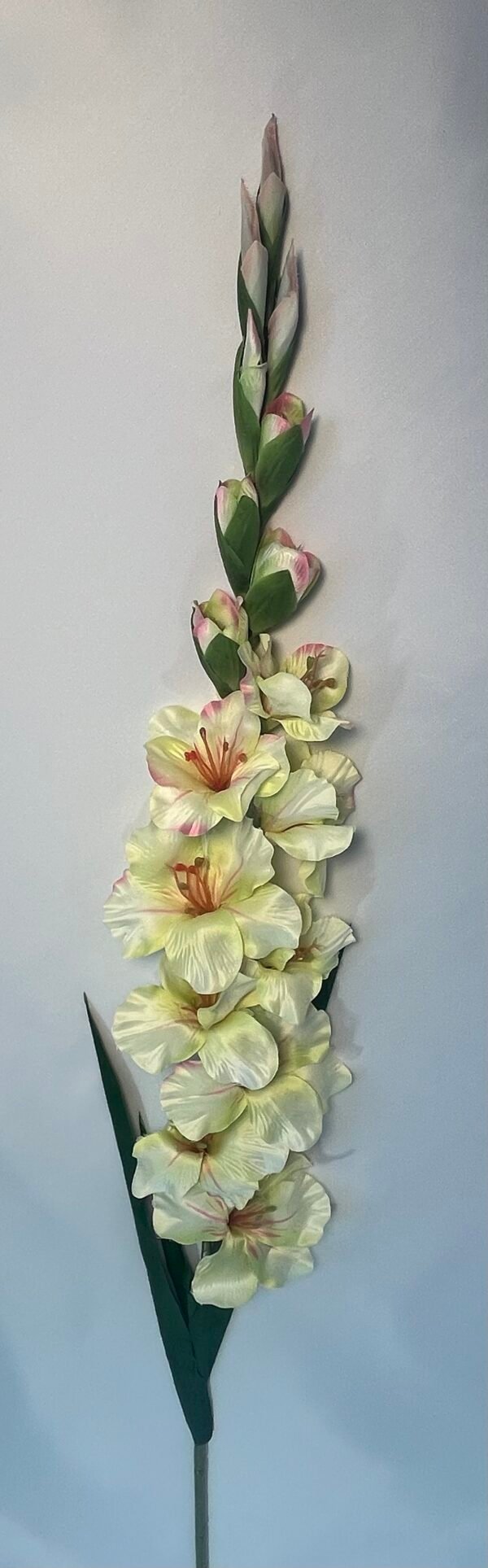 KARDELIAI (110 cm)