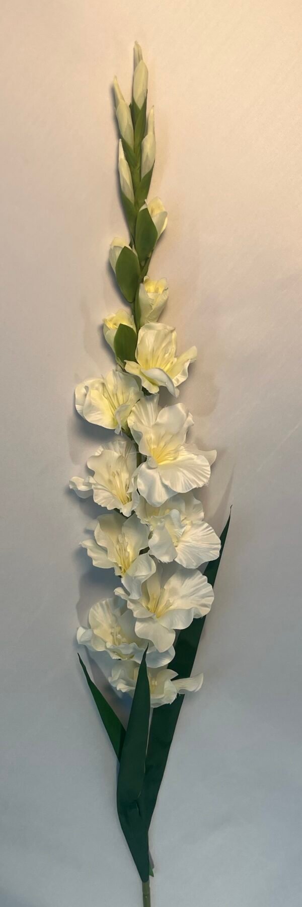 KARDELIAI (110 cm)