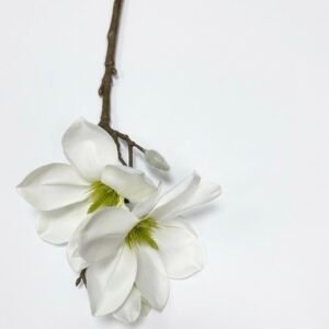 MAGNOLIJA