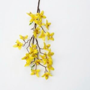 Šakelė (Forsitija)