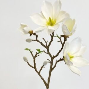 Magnolija