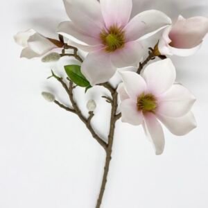 Magnolija