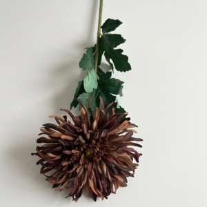 Chrizantema